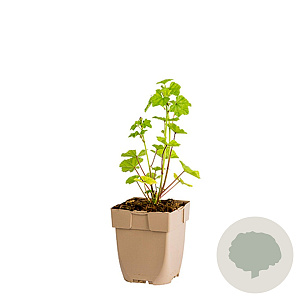 Malva sylvestris GM  P11