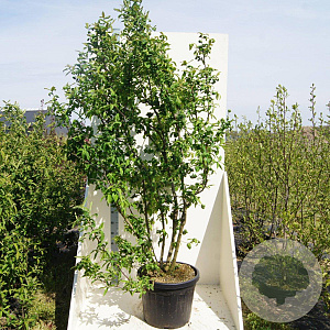 Mespilus g. 'Westerveld' 175-200 cm cont. 55L meerstammig