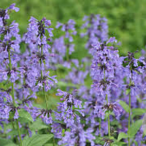 Nepeta sibirica GM  P11
