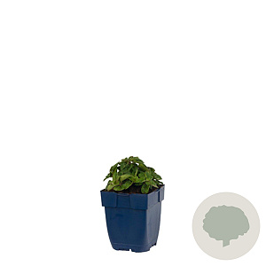 Origanum 'Rosenkuppel' GM  P11