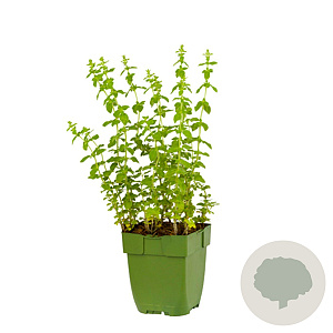 Origanum vulg. 'Hot Spicy' GM  P11