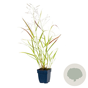Panicum virgatum 'Heavy Metal' GM  P11