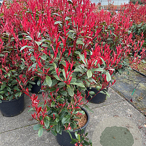Photinia fraseri Carré Rouge 100-125 cm 20L