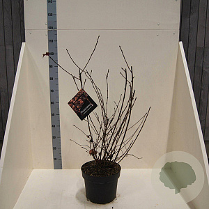 Physocarpus opulif. Lady in Red 60-80 cm 10L