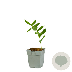 Polygonatum multiflorum GM  P11