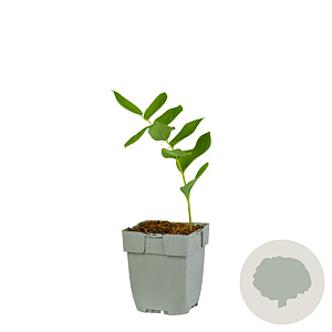 Polygonatum multiflorum GM  P11