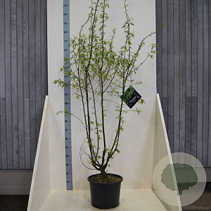 Prunus serrula 150-175 cm 20L meerstammig