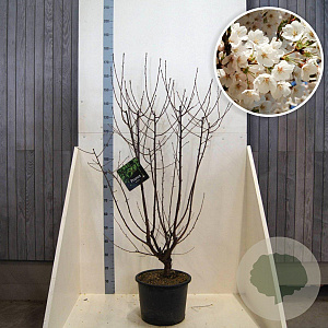Prunus serrula 175-200 cm 20L meerstammig