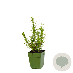 Rosmarinus officinalis GM  P11