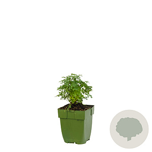 Ruta graveolens GM  P11