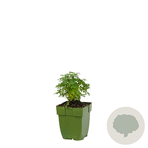 Ruta graveolens GM  P11