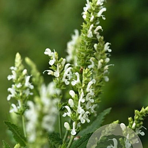 Salvia n. Sensation Compact White GM P9