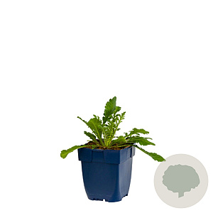 Scabiosa col. 'Pink Mist' GM  P11