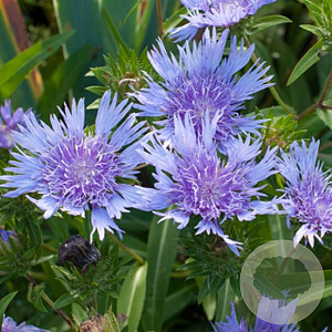Stokesia laevis 'Blue Star' GM P9