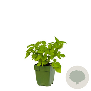 Valeriana officinalis GM  P11