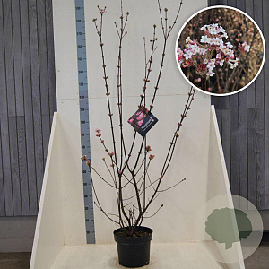 Viburnum bodn. 'Charles Lamont' 100-125 cm 10L
