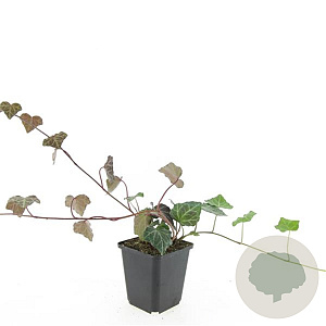 Hedera hel. 'Woerner' GM P9