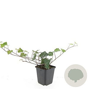Hedera hel. 'Woerner' GM P9