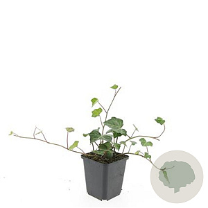 Hedera hel. 'Woerner' GM P9