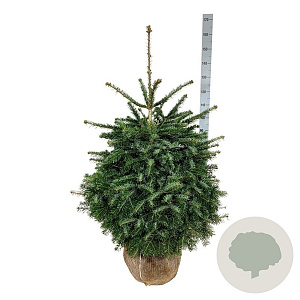 Abies nordmanniana 100-125 cm met kluit extra