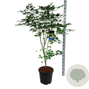 Acer Arctic Jade 150-175 cm 30L extra