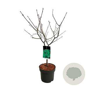 Acer japonicum 'Aconitifolium' 60-80 cm P27