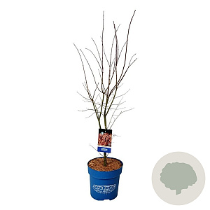 Acer North Wind 100-125 cm 15L