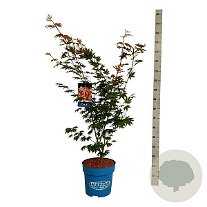 Acer North Wind 100-125 cm 15L