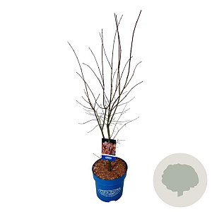 Acer North Wind 100-125 cm 15L