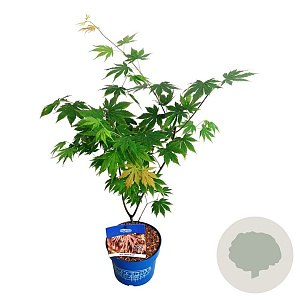 Acer North Wind 40-50 cm 3,0L