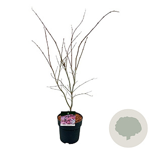 Acer pal. 'Atropurpureum' 60-80 cm