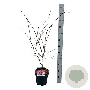 Acer pal. 'Atropurpureum' 60-80 cm