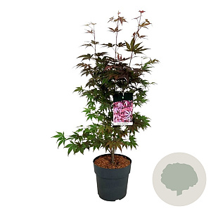 Acer pal. 'Atropurpureum' 60-80 cm P27