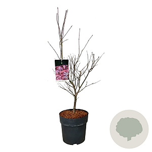 Acer pal. 'Atropurpureum' 60-80 cm P27