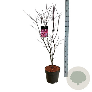 Acer pal. 'Atropurpureum' 80-100 cm P27