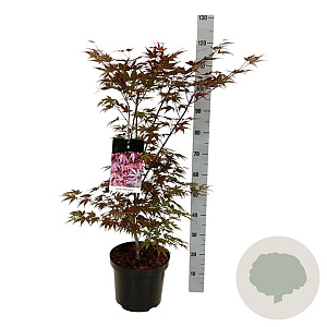 Acer pal. 'Atropurpureum' 80-100 cm P27
