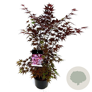 Acer pal. 'Atropurpureum' 80-100 cm P27