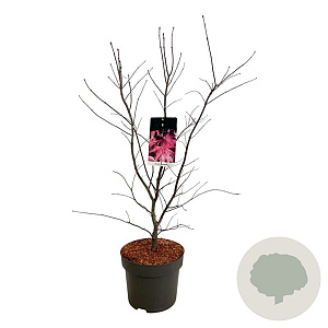 Acer pal. 'Bloodgood' 80-100 cm P27