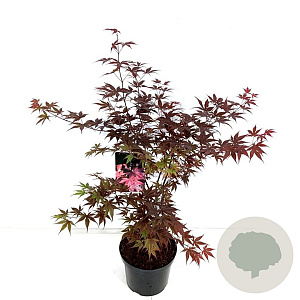 Acer pal. 'Bloodgood' 80-100 cm P27