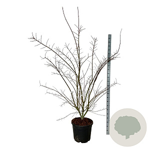 Acer pal. Brown Sugar 225-250 cm cont. 55L extra