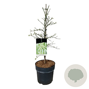 Acer pal. 'Dissectum' 60-80 cm P27