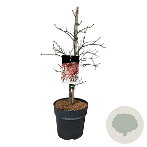 Acer pal. 'Garnet' 60-80 cm P27