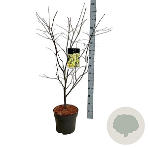 Acer pal. 'Osakazuki' 80-100 cm P27