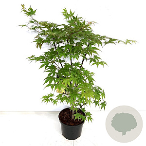 Acer pal. 'Osakazuki' 80-100 cm P27