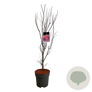 Acer pal. 'Skeeter's Broom' 100-125 cm 14L