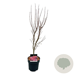 Acer pal. 'Skeeter's Broom' 60-80 cm