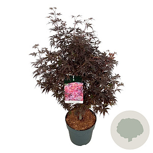 Acer pal. 'Skeeter's Broom' 60-80 cm P27
