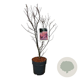 Acer pal. 'Skeeter's Broom' 60-80 cm P27