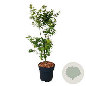 Acer palmatum 'Tsukawa Silloueth' 50-60 cm 4,5L