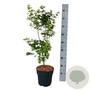Acer palmatum 'Tsukawa Silloueth' 50-60 cm 4,5L